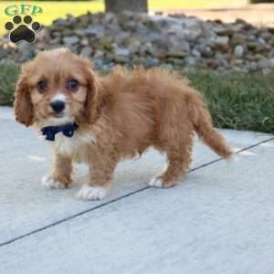 Axel, Cavapoo Puppy
